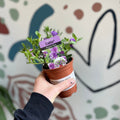 Calibrachoa 'Callie Double Blue' - British Grown - Sprouts of Bristol