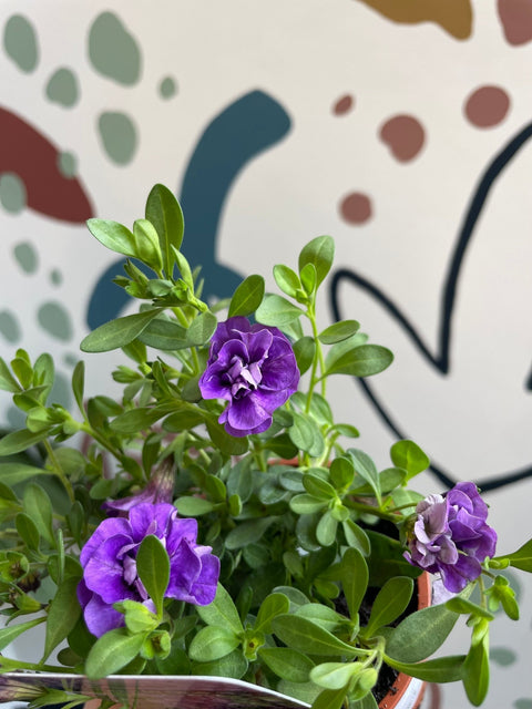 Calibrachoa 'Callie Double Blue' - British Grown - Sprouts of Bristol