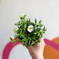 Calibrachoa 'Can Can Facy Francy' - British Grown - Sprouts of Bristol