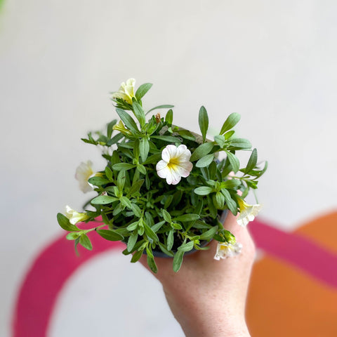 Calibrachoa 'Can Can Facy Francy' - British Grown - Sprouts of Bristol