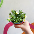 Calibrachoa 'Can Can Facy Francy' - British Grown - Sprouts of Bristol