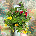Calibrachoa ‘Confetti Garden Hawaiian Mix’ - Million Bells - Sprouts of Bristol