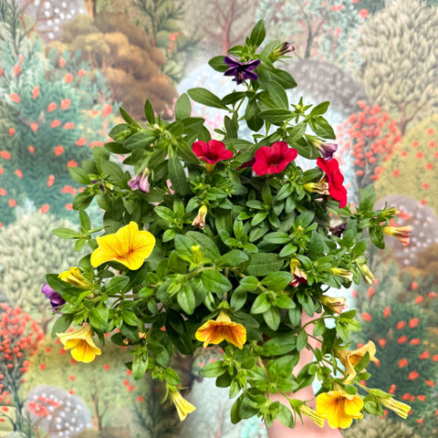Calibrachoa ‘Confetti Garden Hawaiian Mix’ - Million Bells - Sprouts of Bristol