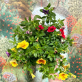 Calibrachoa ‘Confetti Garden Hawaiian Mix’ - Million Bells - Sprouts of Bristol
