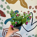 Calibrachoa 'Rave Pink' - Million Bells - Sprouts of Bristol