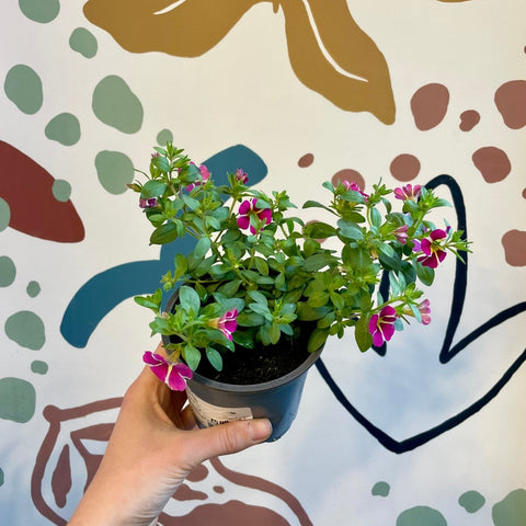 Calibrachoa 'Rave Pink' - Million Bells - Sprouts of Bristol
