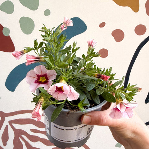 Calibrachoa 'Ultimate Pink' - Pink Million Bells - Sprouts of Bristol