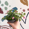 Calibrachoa 'Ultimate Pink' - Pink Million Bells - Sprouts of Bristol