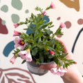 Calibrachoa 'Ultimate Pink' - Pink Million Bells - Sprouts of Bristol