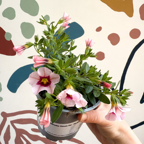 Calibrachoa 'Ultimate Pink' - Pink Million Bells - Sprouts of Bristol