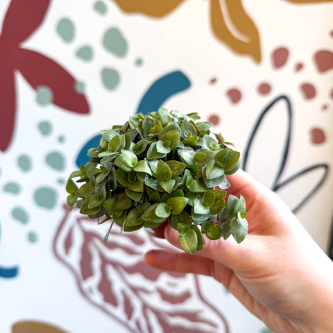 Callisia repens - Turtle Vine / Creeping Inch Plant - Sprouts of Bristol