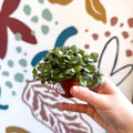 Callisia repens - Turtle Vine / Creeping Inch Plant - Sprouts of Bristol