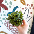 Callisia repens - Turtle Vine / Creeping Inch Plant - Sprouts of Bristol