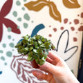 Callisia repens - Turtle Vine / Creeping Inch Plant - Sprouts of Bristol