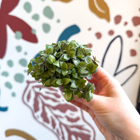Callisia repens - Turtle Vine / Creeping Inch Plant - Sprouts of Bristol
