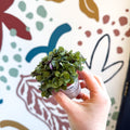 Callisia repens - Turtle Vine / Creeping Inch Plant - Sprouts of Bristol