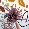 Calluna vulgaris ‘Beauty Ladies® Roze’ – Pink Heather - Sprouts of Bristol