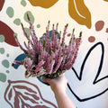 Calluna vulgaris ‘Beauty Ladies® Roze’ – Pink Heather - Sprouts of Bristol