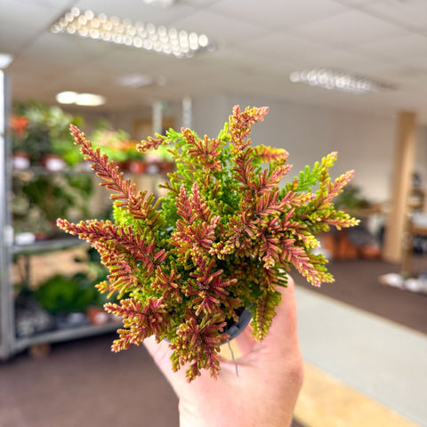 Calluna vulgaris ‘Beauty Ladies® Skyline Dallas’ – Burnt Orange Red Heather - Sprouts of Bristol