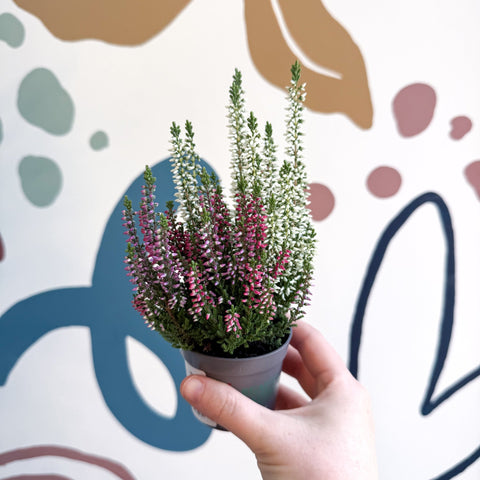 Calluna vulgaris ‘Beauty Ladies® Trio Girl’ - Mixed Heather - Sprouts of Bristol