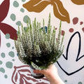 Calluna vulgaris ‘Beauty Ladies® Wit’ – White Heather - Sprouts of Bristol