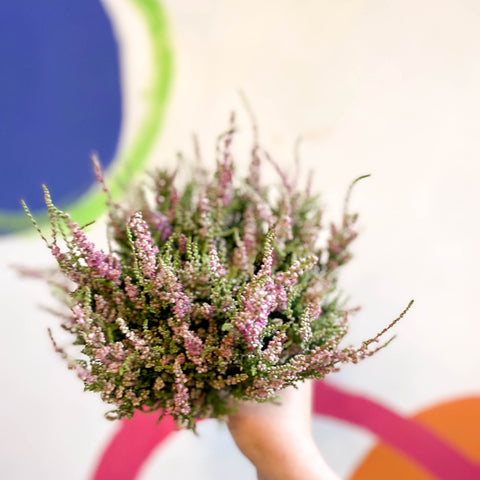 Calluna vulgaris 'Dark Star' - Heather - Sprouts of Bristol