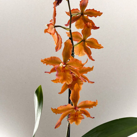 Cambria Orchid (Oncidium - type hybrid) – Burnt Orange - Sprouts of Bristol