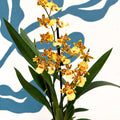 Cambria ‘Pacific Sunset’ – Cambria Orchid - Sprouts of Bristol