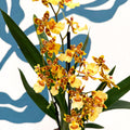 Cambria ‘Pacific Sunset’ – Cambria Orchid - Sprouts of Bristol