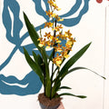 Cambria ‘Pacific Sunset’ – Cambria Orchid - Sprouts of Bristol