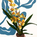 Cambria ‘Pacific Sunset’ – Cambria Orchid - Sprouts of Bristol
