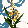Cambria ‘Pacific Sunset’ – Cambria Orchid - Sprouts of Bristol