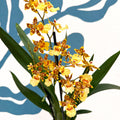 Cambria ‘Pacific Sunset’ – Cambria Orchid - Sprouts of Bristol