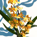 Cambria ‘Pacific Sunset’ – Cambria Orchid - Sprouts of Bristol