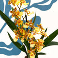 Cambria ‘Pacific Sunset’ – Cambria Orchid - Sprouts of Bristol