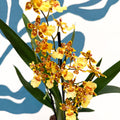 Cambria ‘Pacific Sunset’ – Cambria Orchid - Sprouts of Bristol