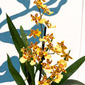 Cambria ‘Pacific Sunset’ – Cambria Orchid - Sprouts of Bristol