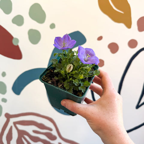 Campanula carpatica 'Blaue Clips' - British Grown - Sprouts of Bristol