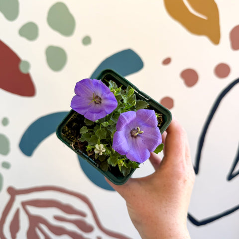 Campanula carpatica 'Blaue Clips' - British Grown - Sprouts of Bristol