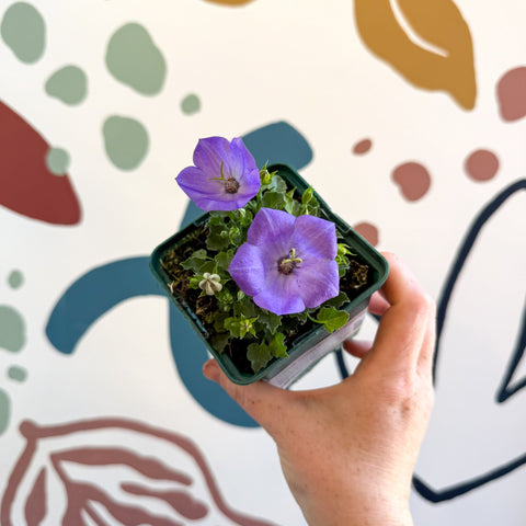 Campanula carpatica 'Blaue Clips' - British Grown - Sprouts of Bristol
