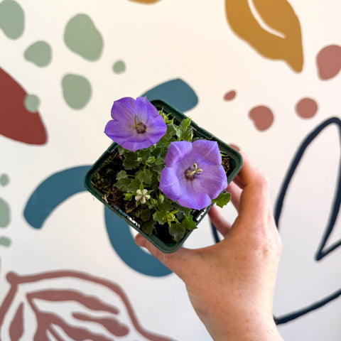 Campanula carpatica 'Blaue Clips' - British Grown - Sprouts of Bristol