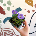 Campanula carpatica 'Blaue Clips' - British Grown - Sprouts of Bristol