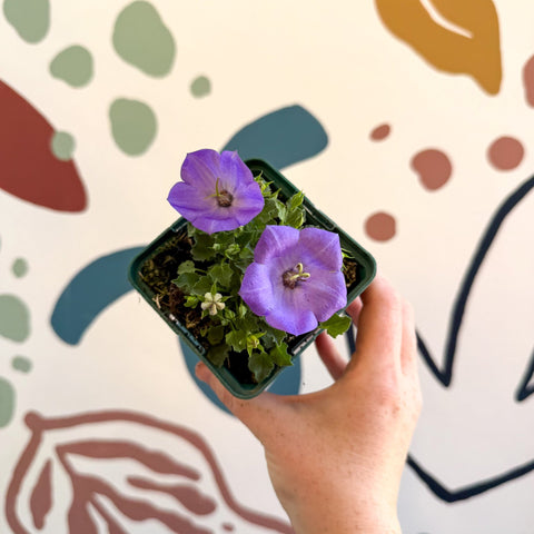 Campanula carpatica 'Blaue Clips' - British Grown - Sprouts of Bristol
