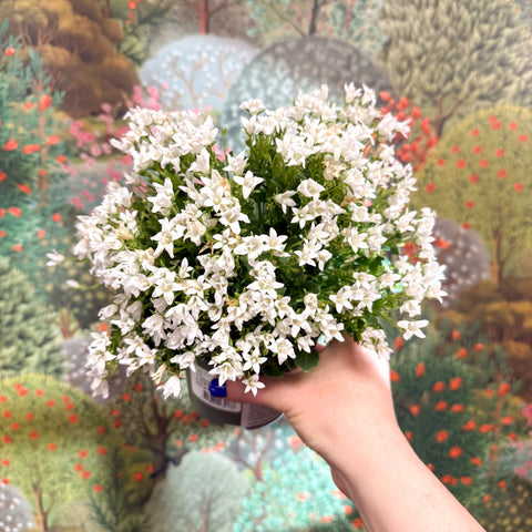 Campanula ‘Get Mee White’ - Wall Bellflower - Sprouts of Bristol