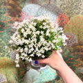 Campanula ‘Get Mee White’ - Wall Bellflower - Sprouts of Bristol