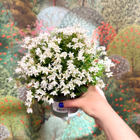 Campanula ‘Get Mee White’ - Wall Bellflower - Sprouts of Bristol