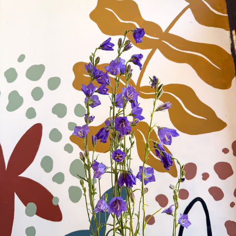 Campanula persicifolia ‘Telham Beauty’ - British Grown - Sprouts of Bristol
