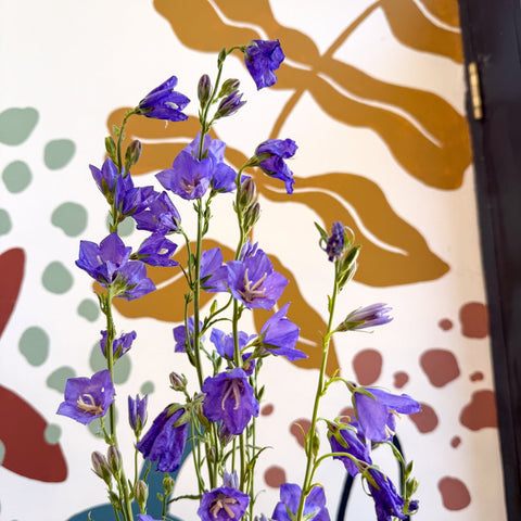 Campanula persicifolia ‘Telham Beauty’ - British Grown - Sprouts of Bristol