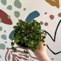Campanula portenschlagiana 'Catharina' - Tussock Bellflower - British Grown - Sprouts of Bristol
