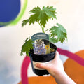 Candle Larkspur - Delphinium elatum 'Guardian Lavender' - British Grown Herbaceous Perennial - Sprouts of Bristol